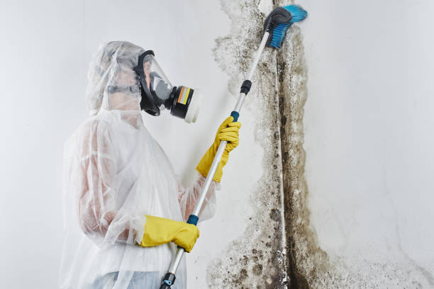 Professional Mold Removal in Dormont, PA