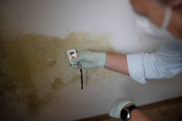 Best Mold Damage Repair  in Dormont, PA