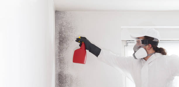 Best Residential Mold Removal  in Dormont, PA