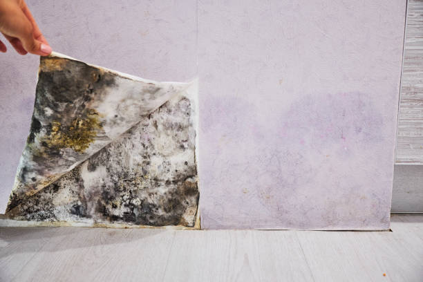 Best Attic Mold Removal  in Dormont, PA